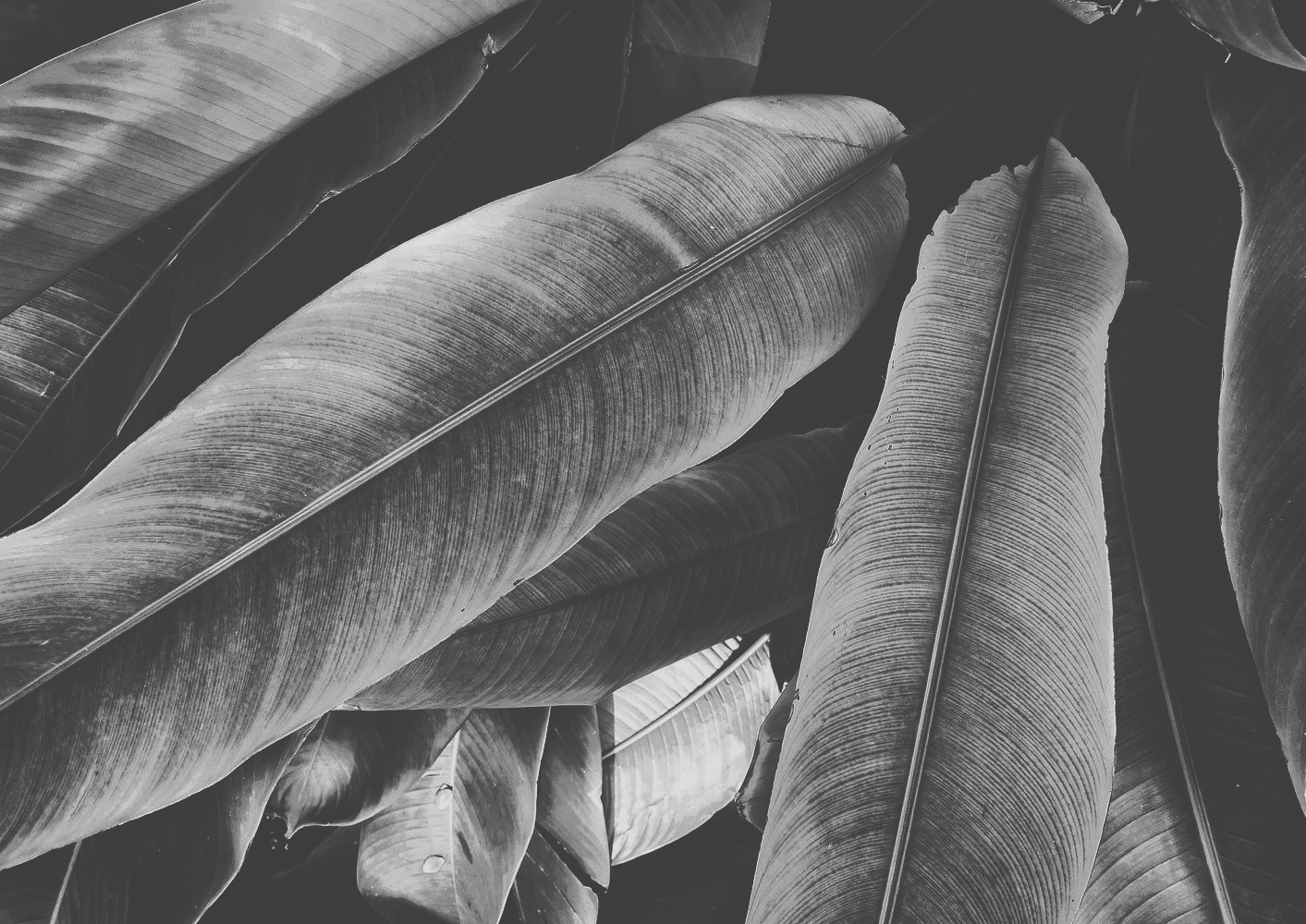 B+W.jpg