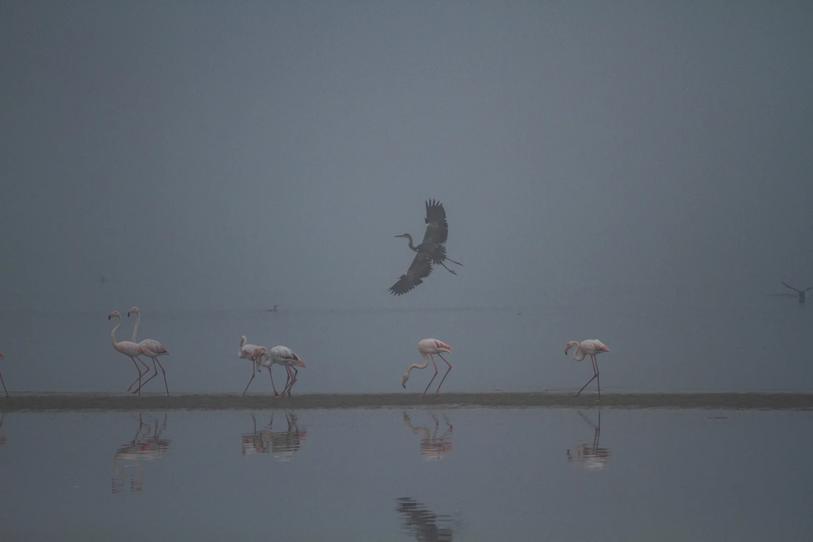 Flamingos und Schwarzkopfreiher