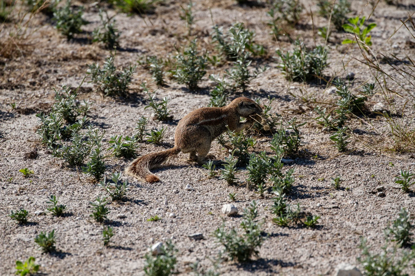 Tiere04.jpg
