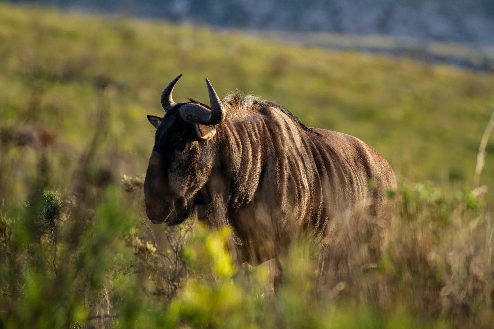 Tiere18.jpg