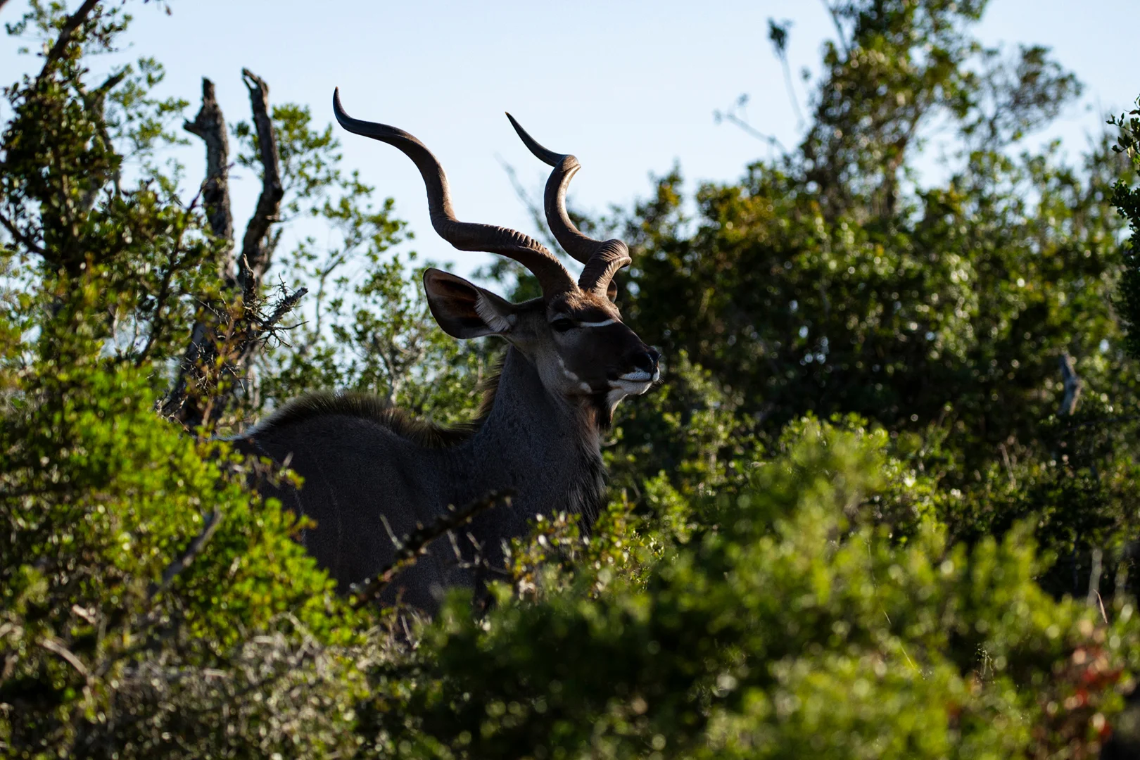 Tiere31.jpg