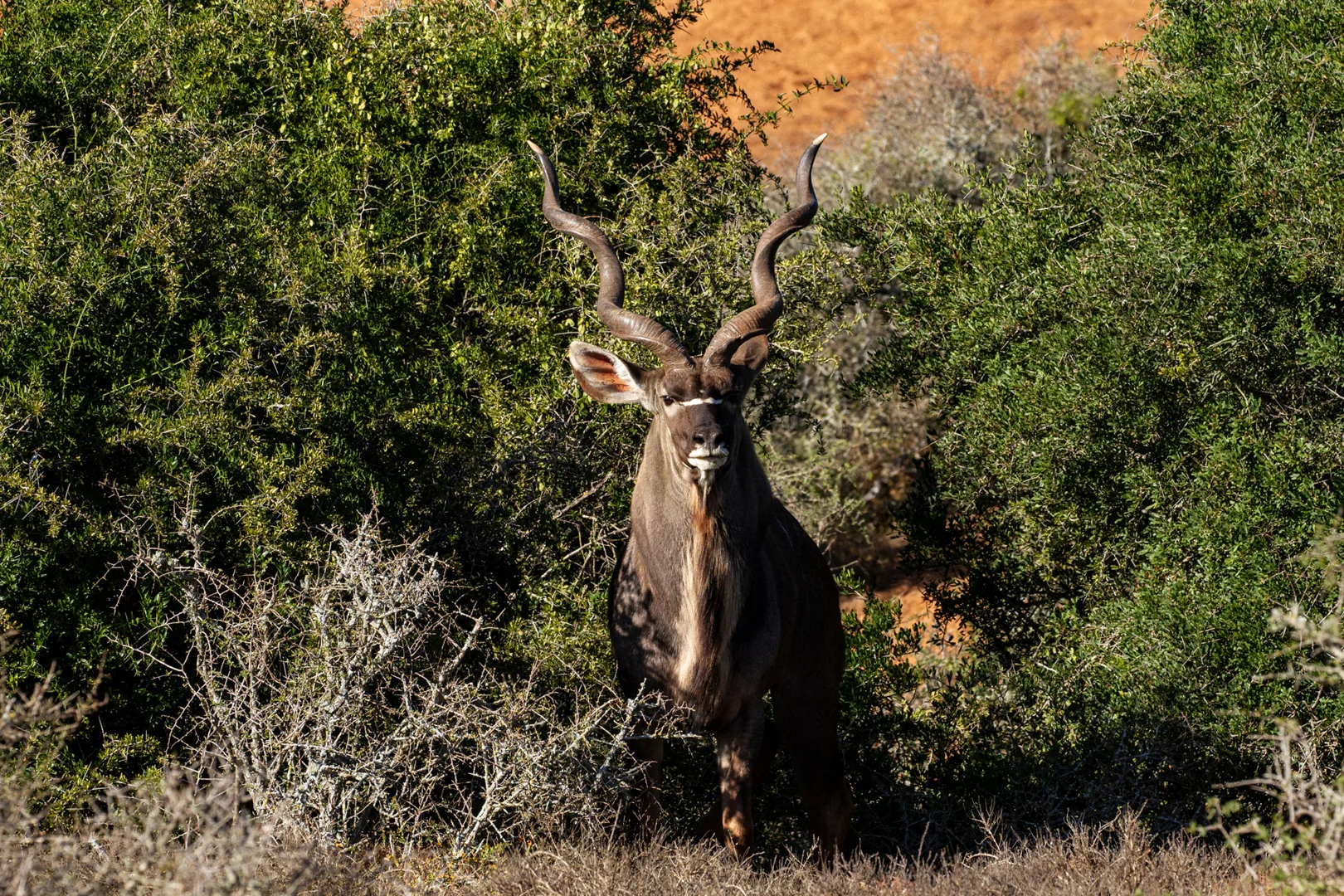 Tiere35.jpg