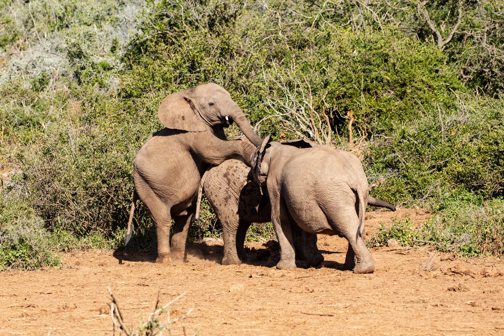 Tiere37.jpg