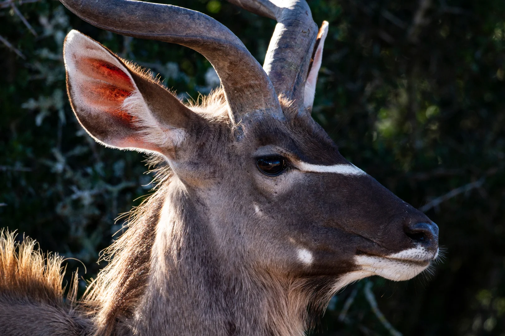 Tiere51.jpg