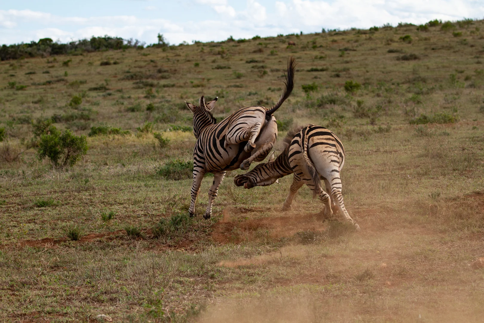 Tiere70.jpg
