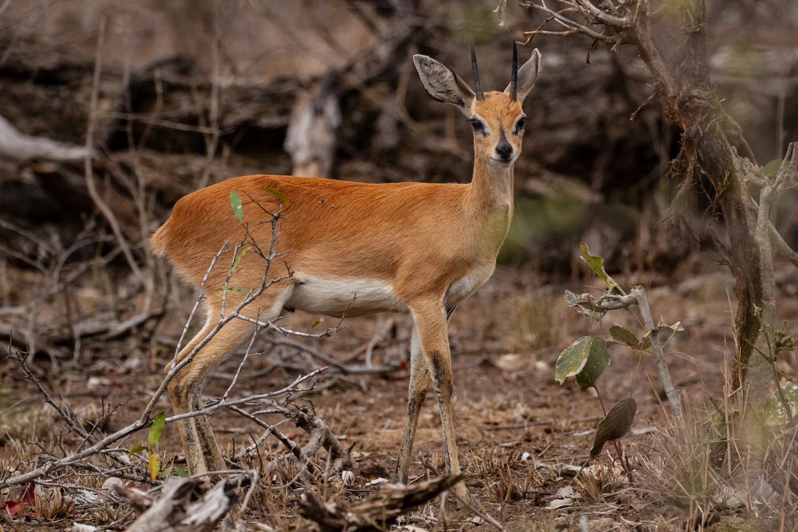 Tiere75.jpg