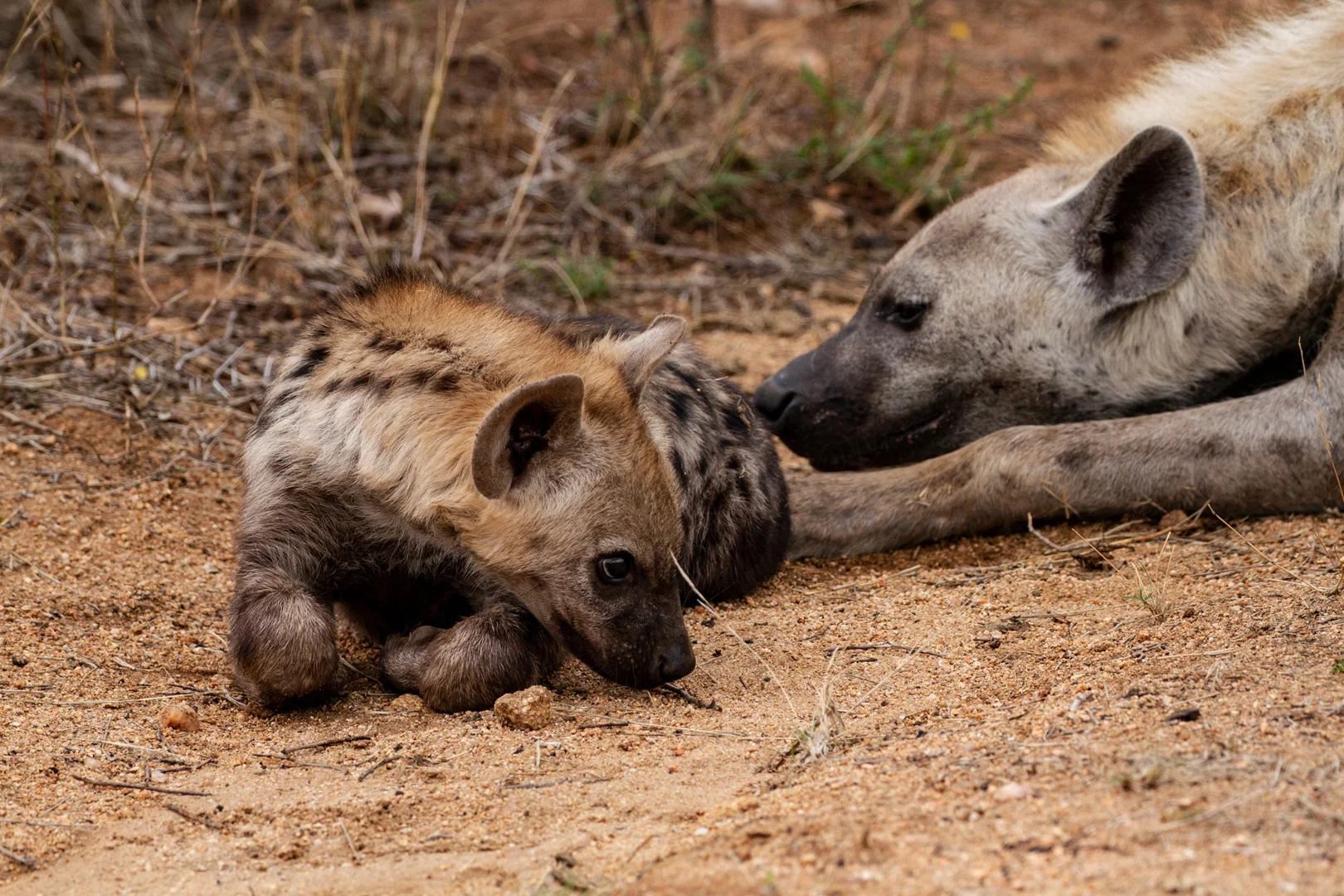 Tiere76.jpg