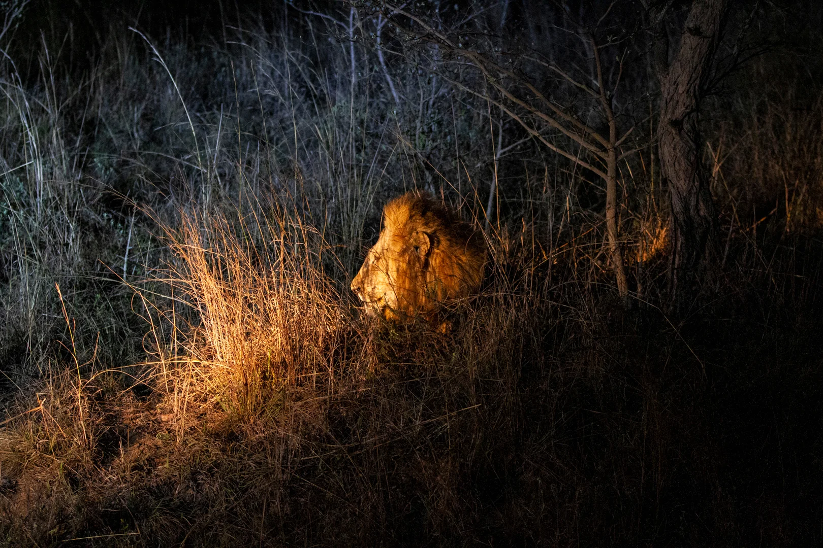 Tiere79.jpg