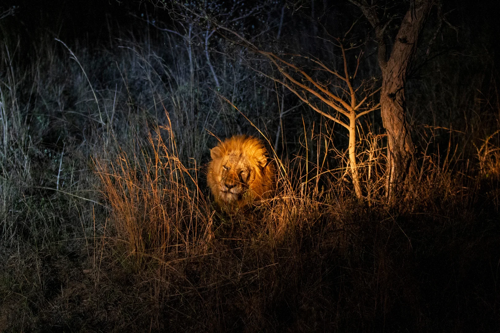 Tiere80.jpg