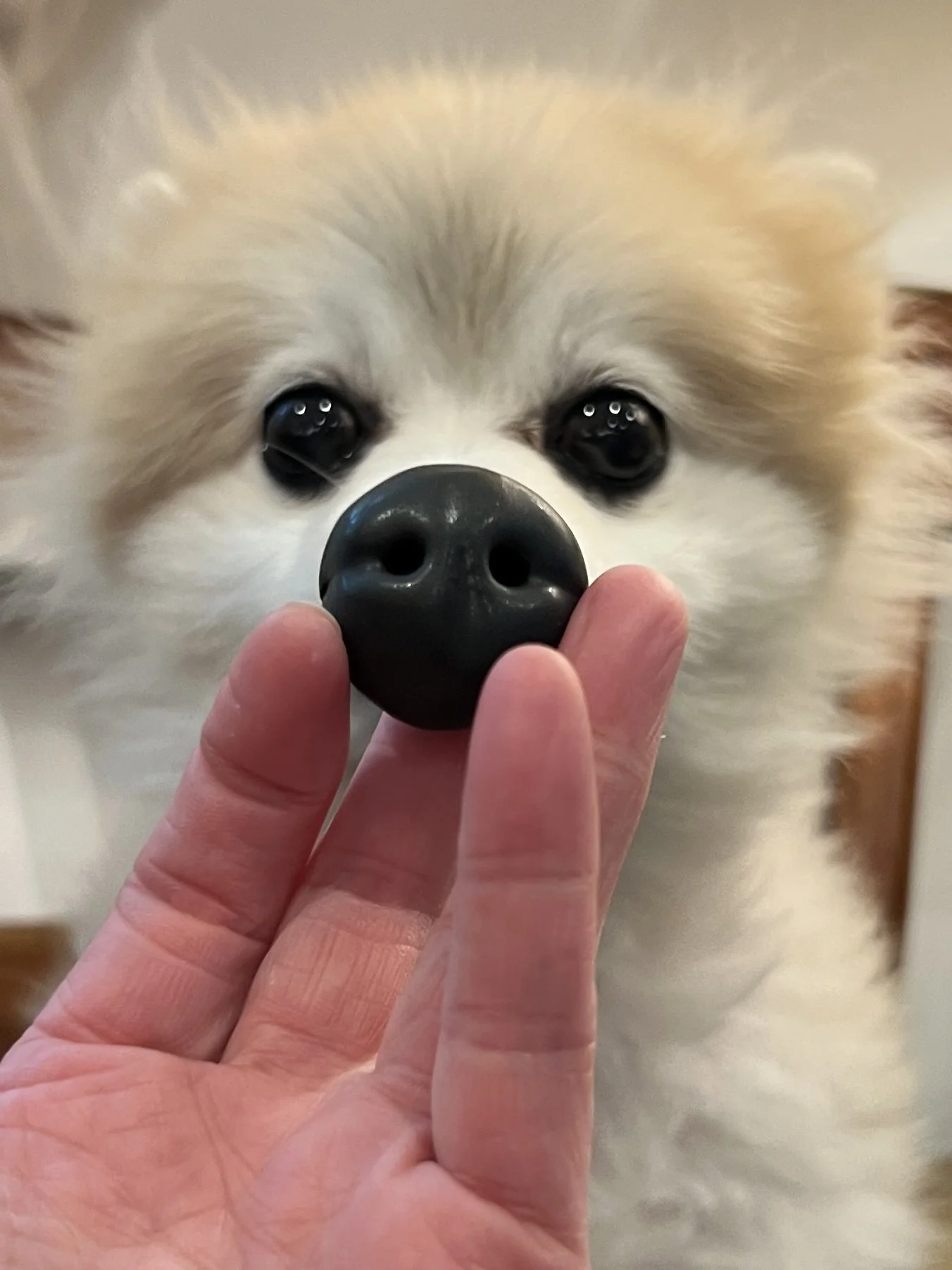 Dog nose magnet