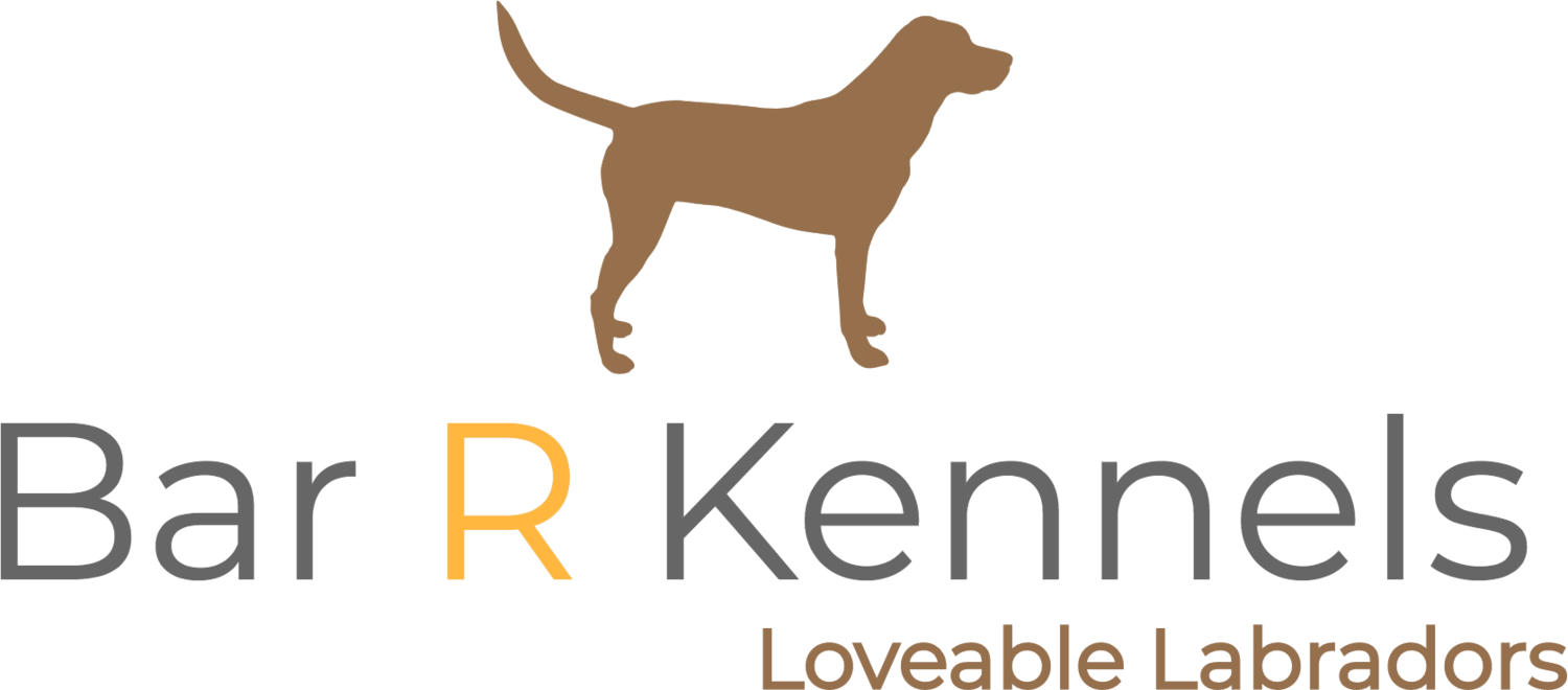 Bar R Kennels | Labrador Puppies For Sale | Houston