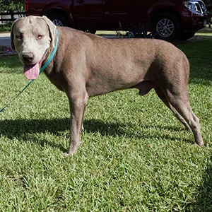 AKC silver labrador retriever labrador puppies for sale