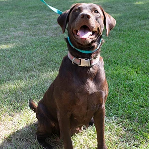 AKC Chocolate labrador retriever labrador puppies for sale