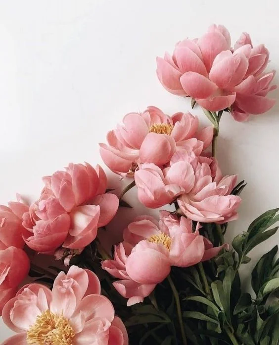 pink flowers.jpg