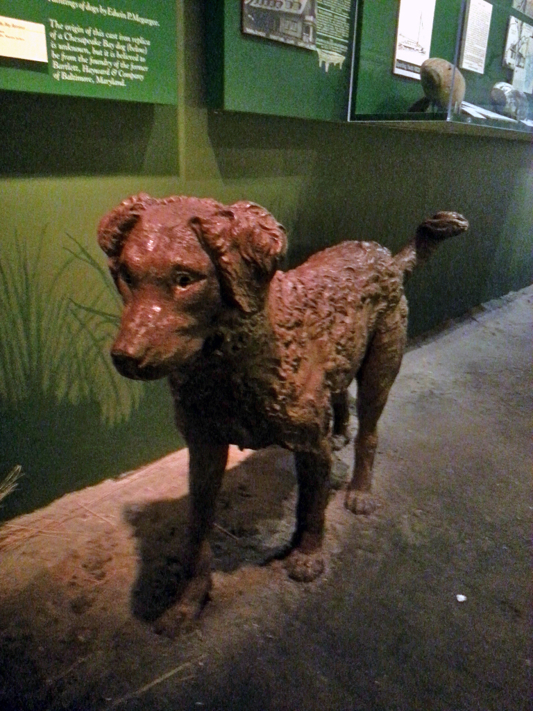 Chesapeake Bay retriever