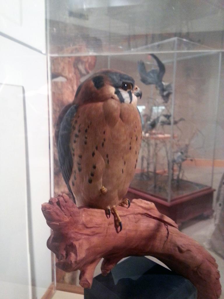 Kestral