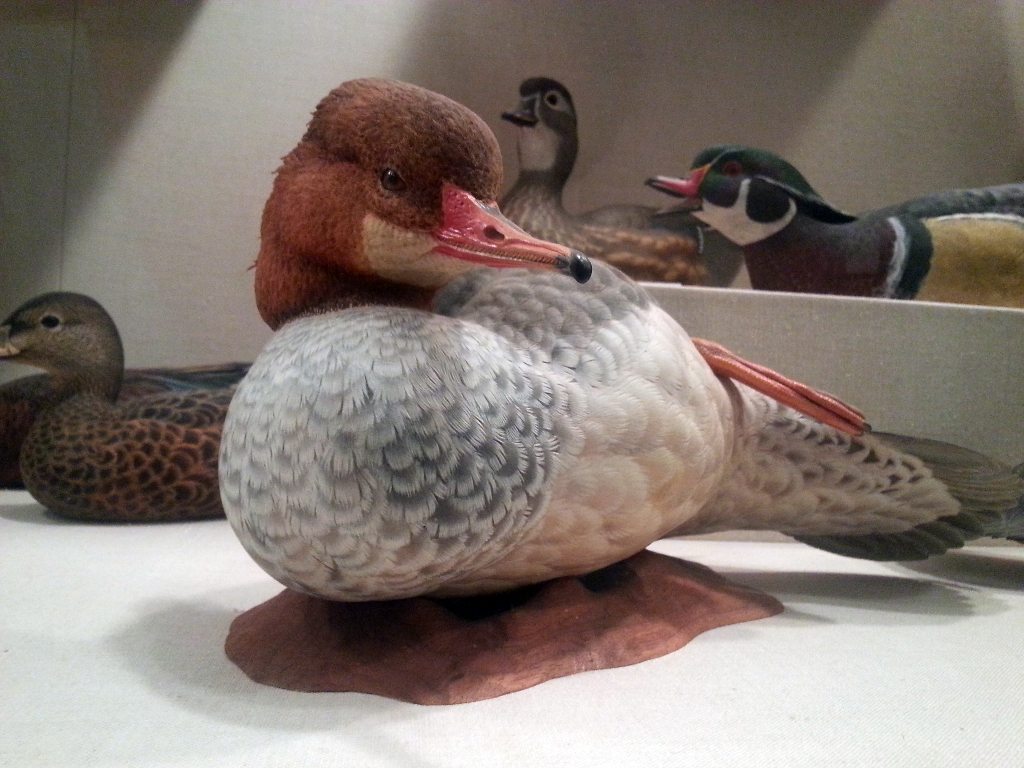 Transverse duck, one of a pair