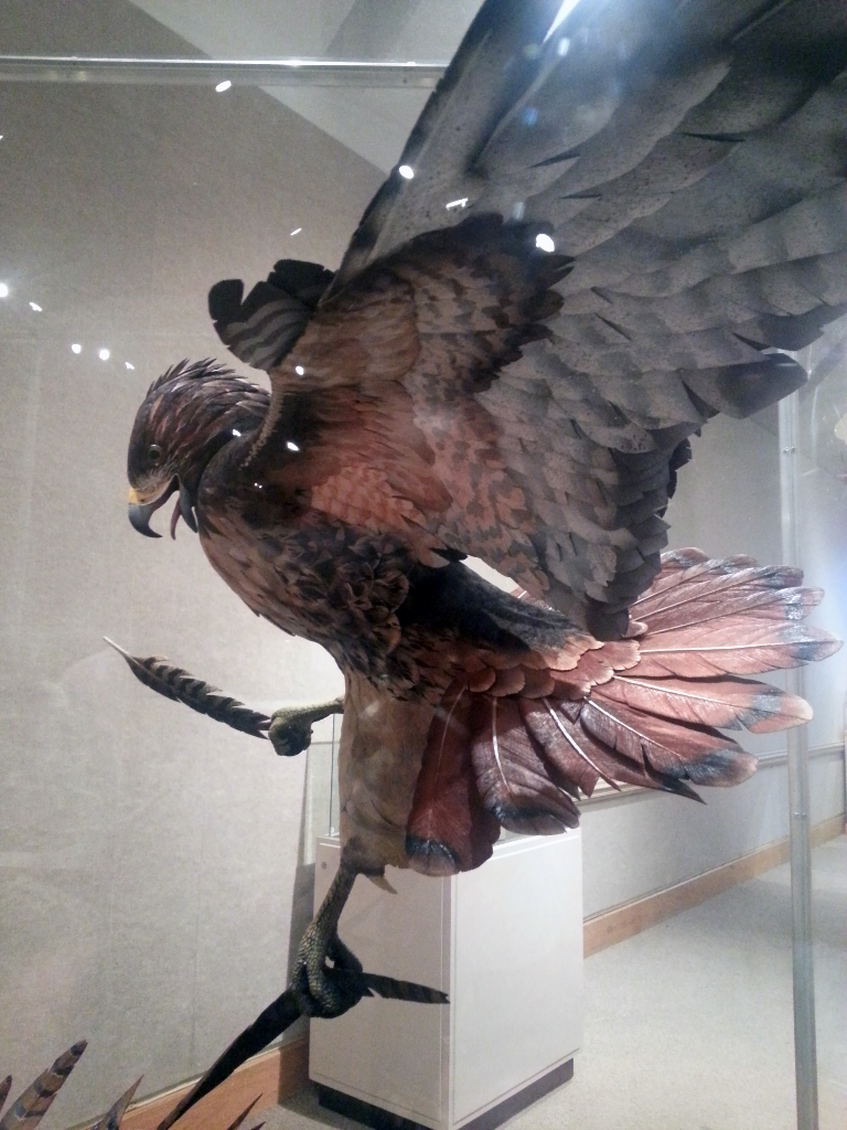 Hawk & Pheasant