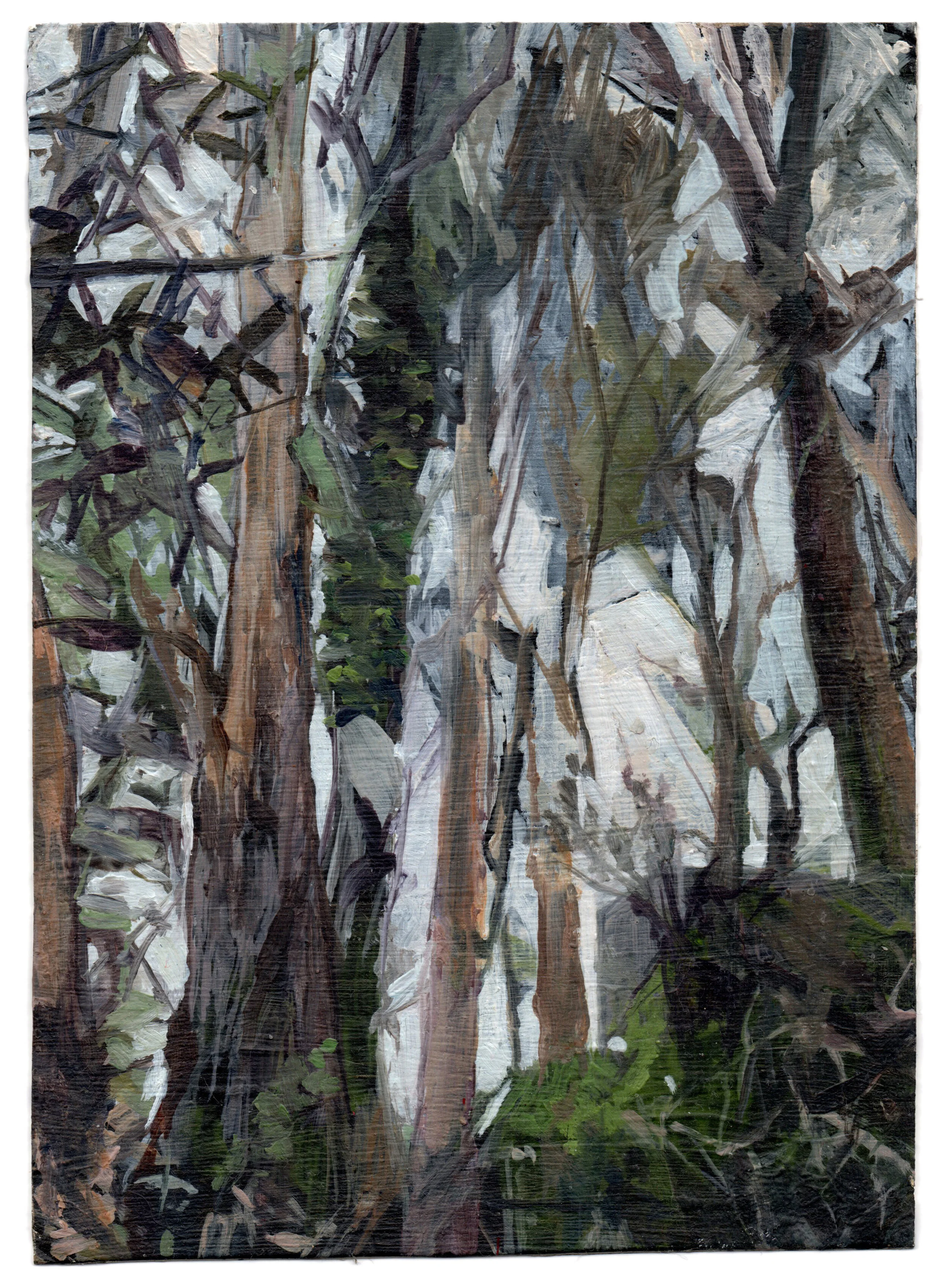 10 February 2016 (Sending Sofia eucalyptus)