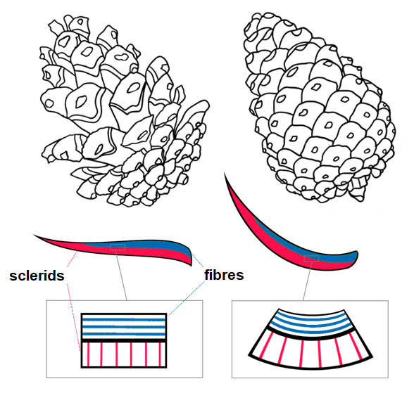 cone.png