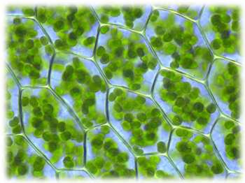 leaf.png