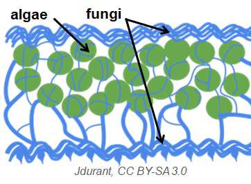 lichen.png