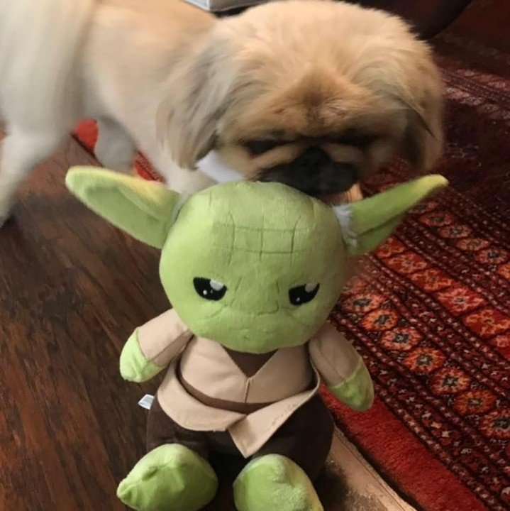 Ted says, May the Fourth be With You!
