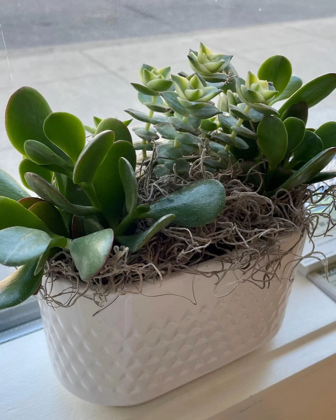 🌿 Bloom where you are planted. 🌿
The Heart Chakra teaches us that growth doesn&rsquo;t wait for perfect conditions &mdash; it happens when we soften, open, and allow gratitude to take root right where we are. 💚

✨Friday✨
7:00am - Pilates
8:30am - 
