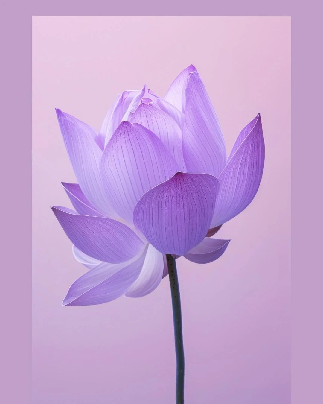 Calm begins within.
Just as the lotus rises through muddy water to bloom in radiant light, the Crown Chakra reminds us of our own potential to awaken and expand.

The thousand-petaled lotus symbolizes growth, peace, and awareness beyond the self &mda