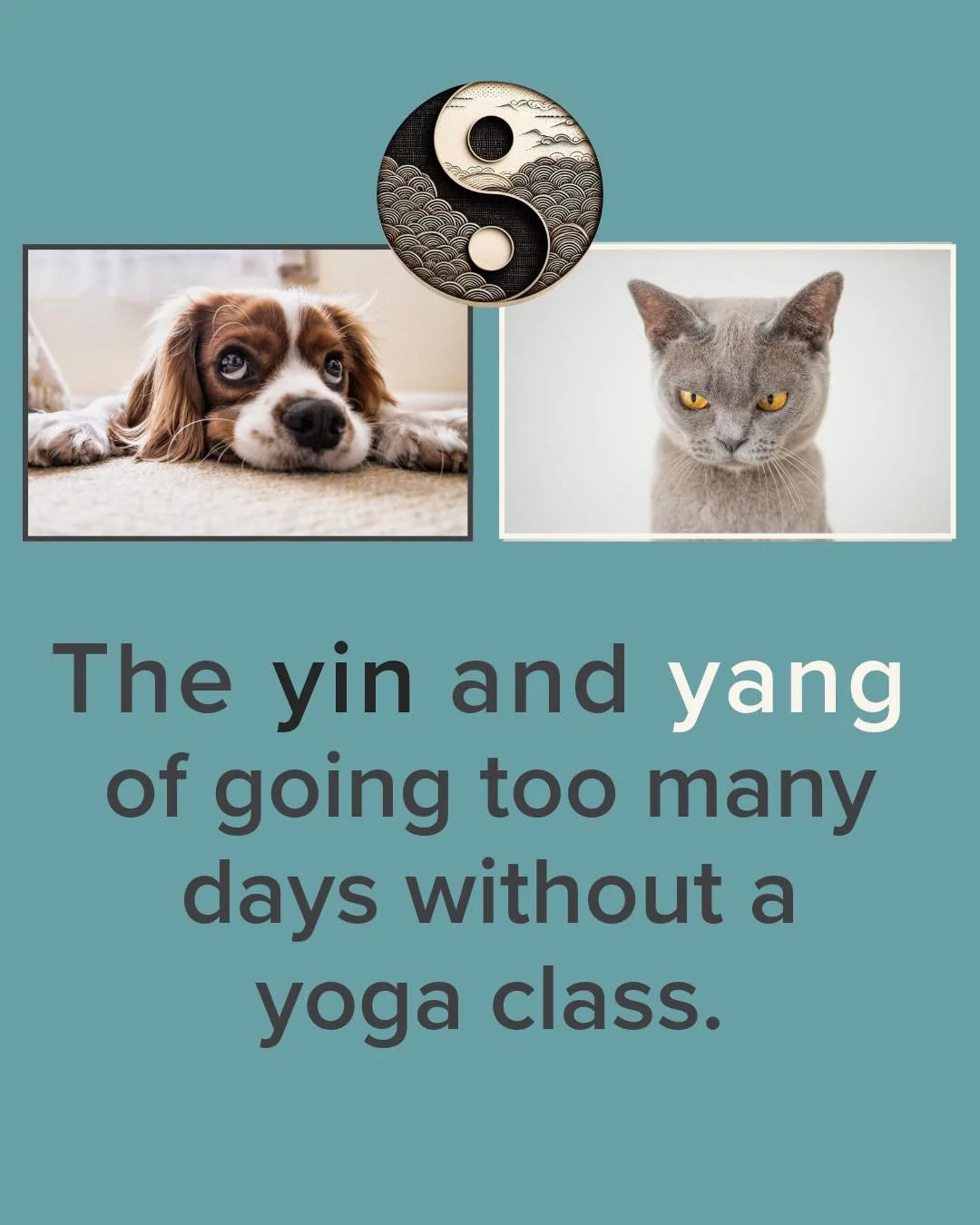 Go too long without yoga, and the imbalance starts to show…
⚫️ Too much Yin: sluggish, heavy, low on motivation.
⚪️ Too much Yang: restless, irritable, buzzing with ungrounded energy.
Your mat is where it all evens out again — movement