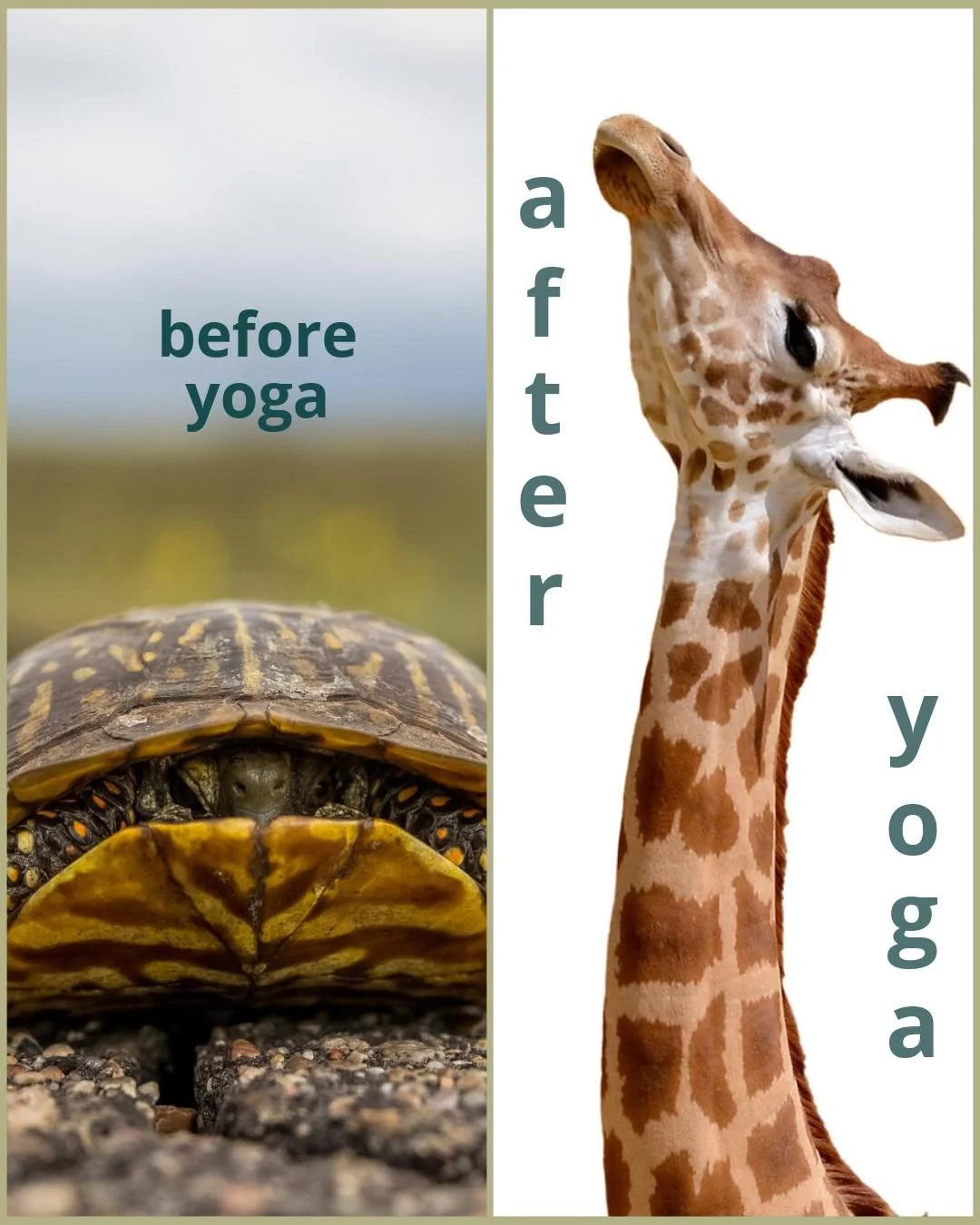 Winter hibernation is over!

It&rsquo;s time to open up, stretch, and create more space in your body. 

✨Tuesday✨ classes are here to support you:
Vinyasa | Gentle Yoga | VinYin | Restorative Yoga