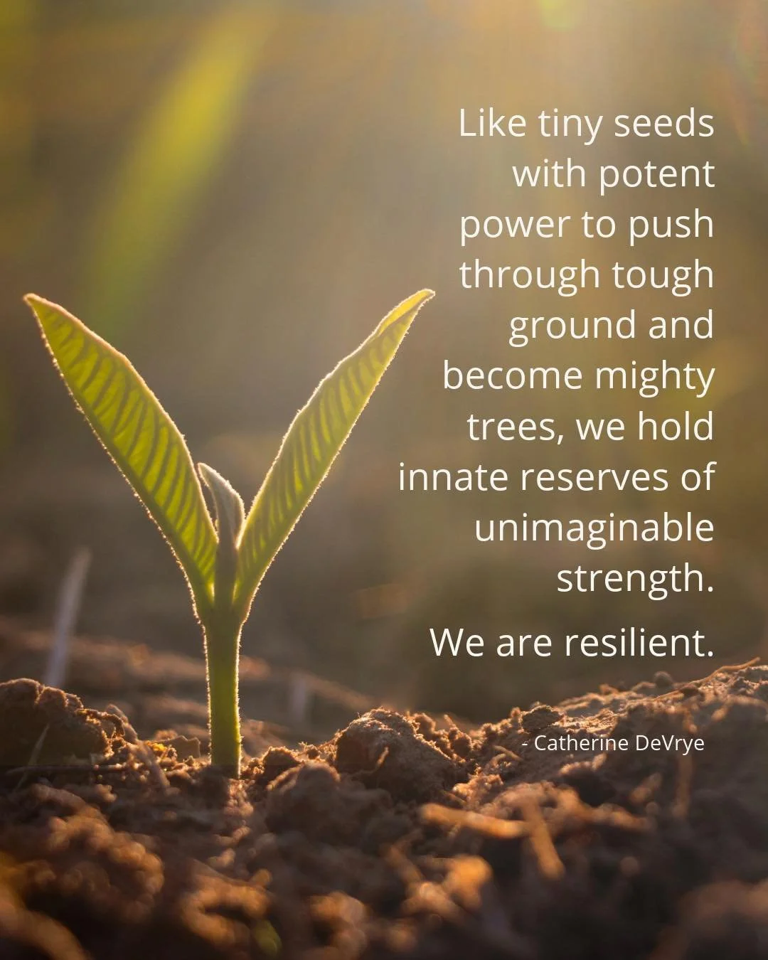 "Like tiny seeds with potent power to push through tough ground and become mighty trees, we hold innate reserves of unimaginable strength. We are resilient." - Catherine DeVrye

Step into your strength, build momentum, and start your week g