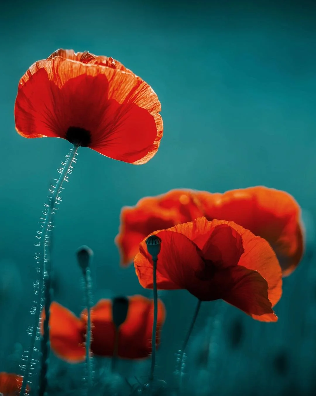 &ldquo;We honor the dead best by treating the living well.&rdquo; - Jennifer Granholm

This Memorial Day, we honor and remember those who served and sacrificed.

The poppy, long a symbol of remembrance, grows where loss and resilience meet. It remind