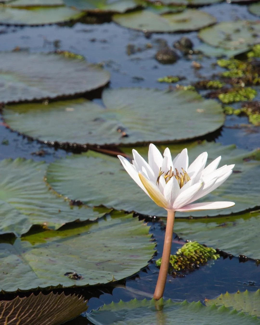 🪷 As summer begins, the lotus reminds us that growth isn't always visible.

Rooted in the mud, it patiently rises through the water before unfolding into bloom. Yoga invites us into that same process - showing up, trusting the journey, and allowing 