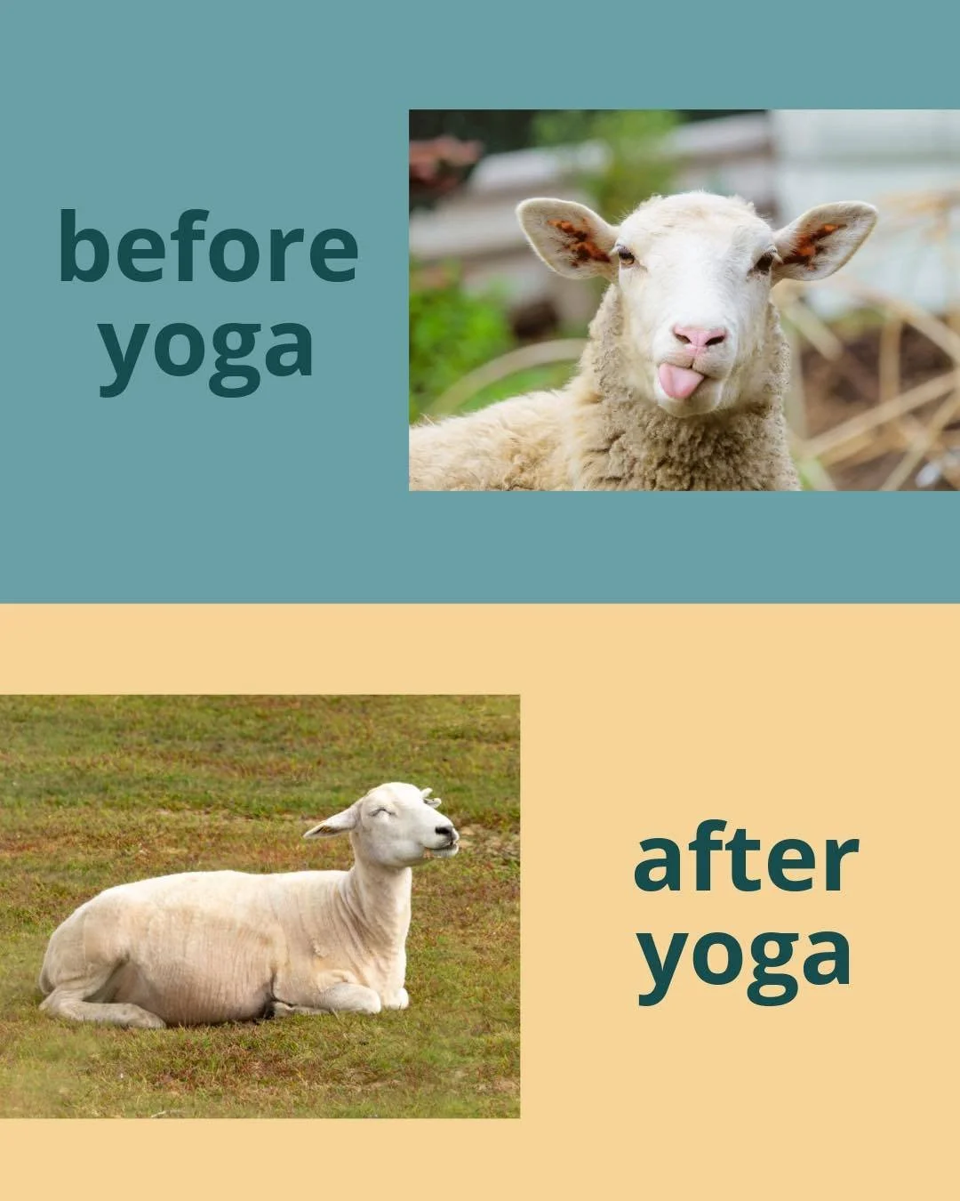 Notice how you feel before.
Notice how you feel after.

Sometimes an hour on your mat is all it takes to reframe your day, shift your perspective, and feel a little bit better.

Join us on the mat!

6:30am - VinYin
8:30am - Slowflow Plus
4:30pm - Pil