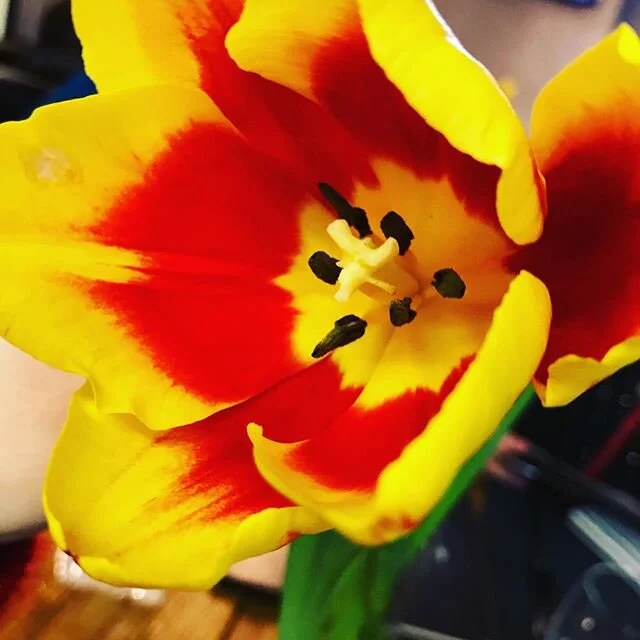 I am so heartbroken seeing the world come to a stop... seeing flower growers dumping cut flowers because they can not move or sell them, seeing tourism and service industries come to a screeching halt... There are so many ripples due to the waves of 
