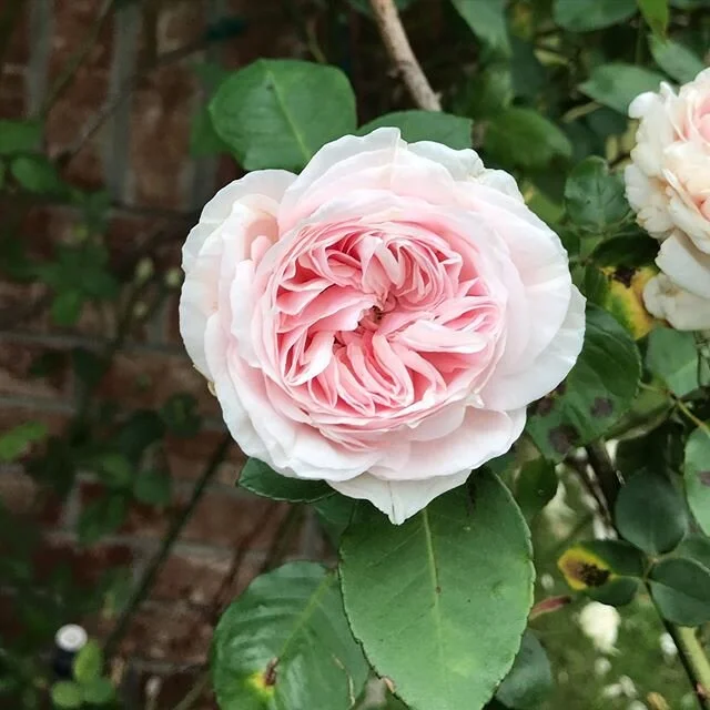 The roses are looking good, and are happy for the sunshine! #englishrose #flowersofinstagram