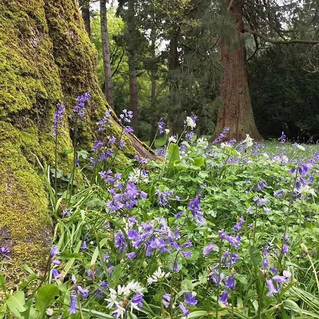 Spring has sprung! #spring #ireland