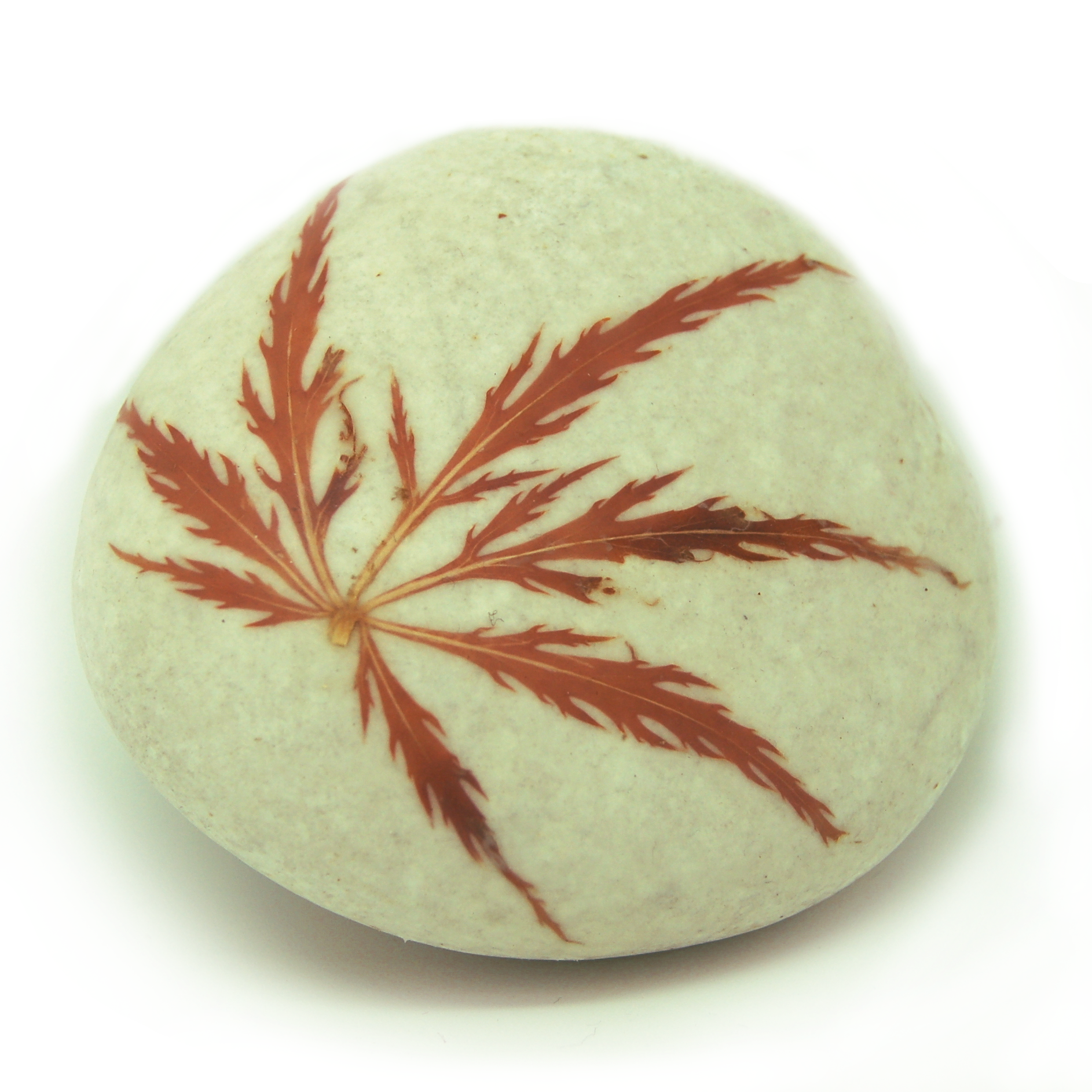 Acer square. lighrter TRANS .png