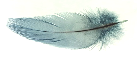 Feather horizontal lighter TRANS .png