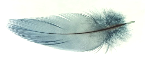 Feather horizontal lighter TRANS .png