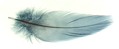 Feather horizontal lighter TRANS flipped .png