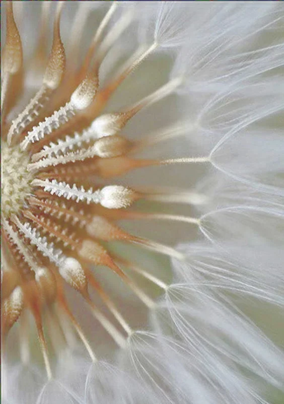 Leaves and Petals .jpg