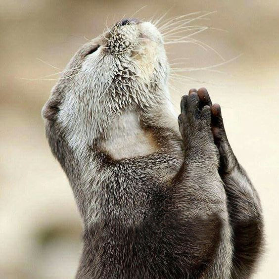 Thank you otter .png