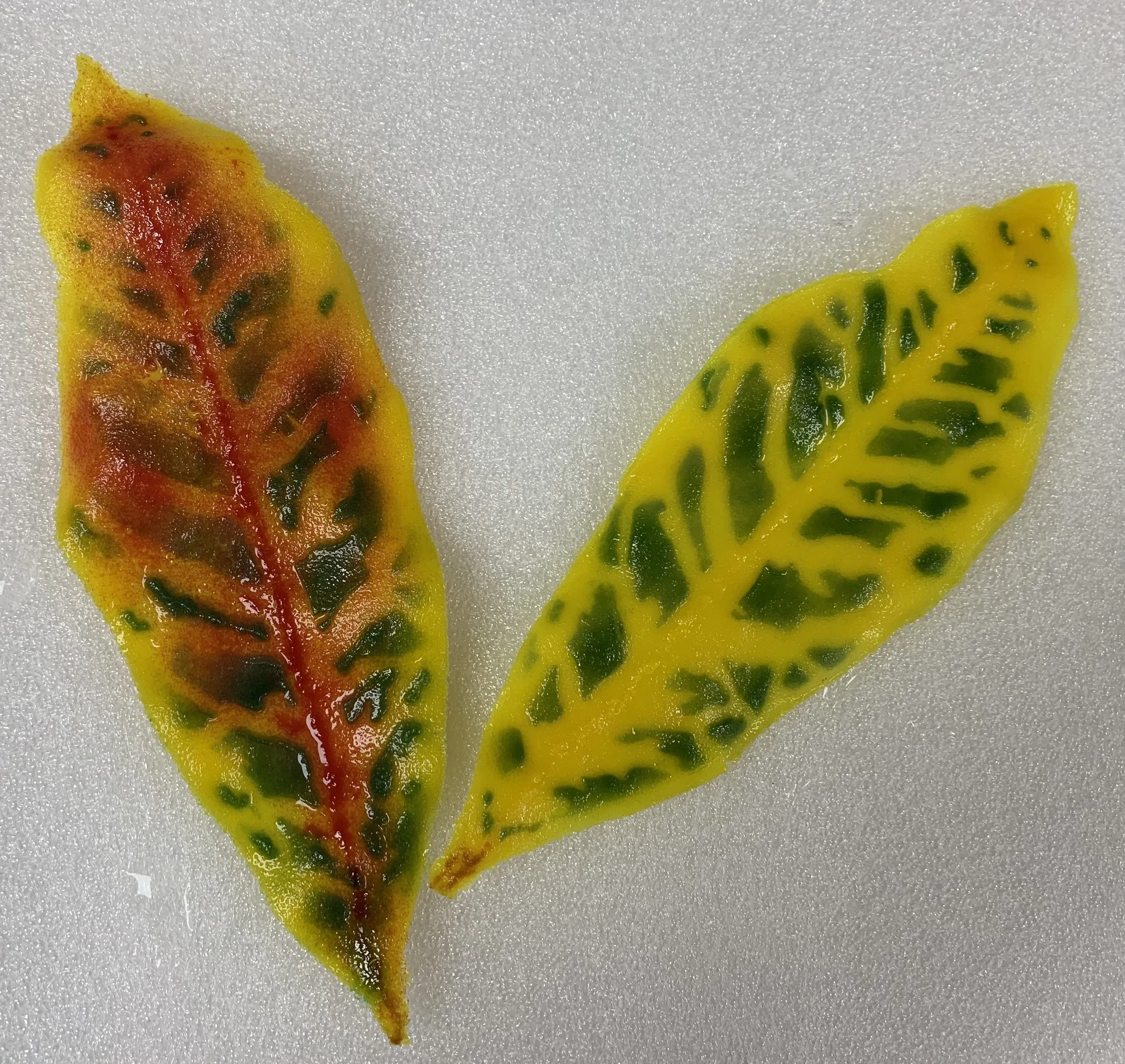 Croton leaves