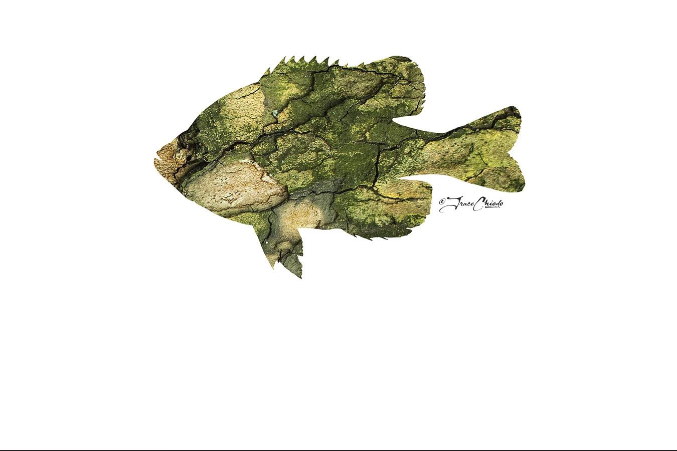 Sycamore Sunfish