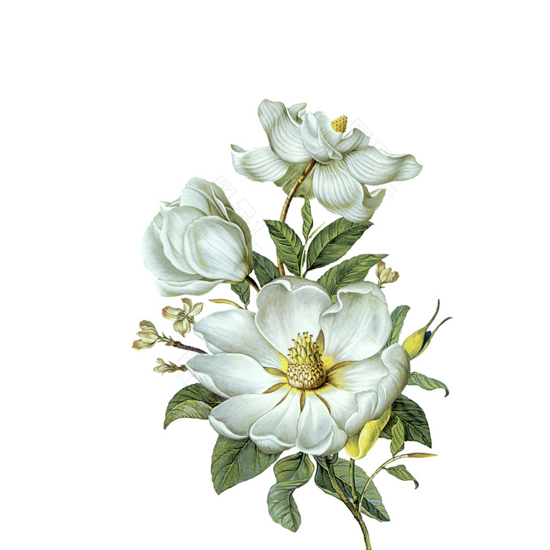 栀子花.jpg