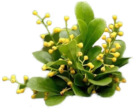 Aglaia Odorata Oil/Absolute