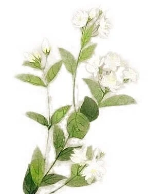 茉莉花blur.jpg