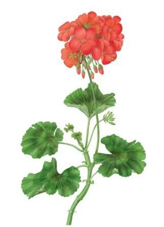 geranium.jpg